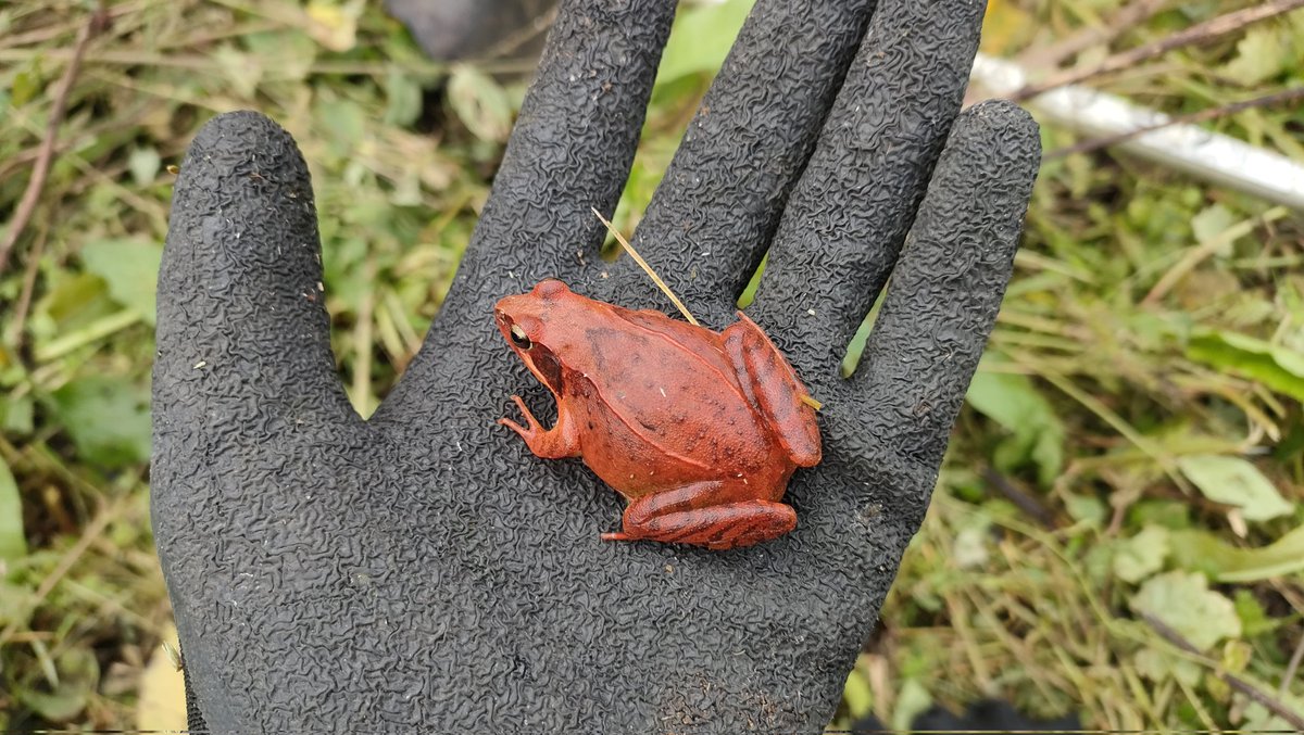 ariake538's tweet image. めちゃくちゃ赤いニホンアカガエル。赤が過ぎる。