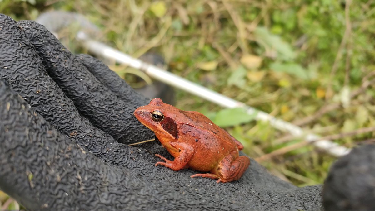 ariake538's tweet image. めちゃくちゃ赤いニホンアカガエル。赤が過ぎる。