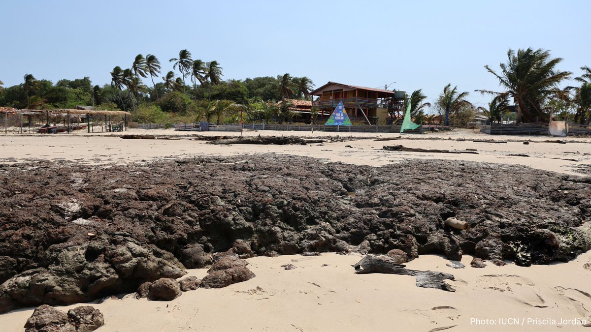The Amazon holds one of the world’s largest continuous mangrove ecosystems, sustaining thousands of families for generations. 

But rising seas, stronger tides, and rapid erosion are reshaping Marajó Island near Belém—putting people and nature at risk. 

Our #COP30 feature shows