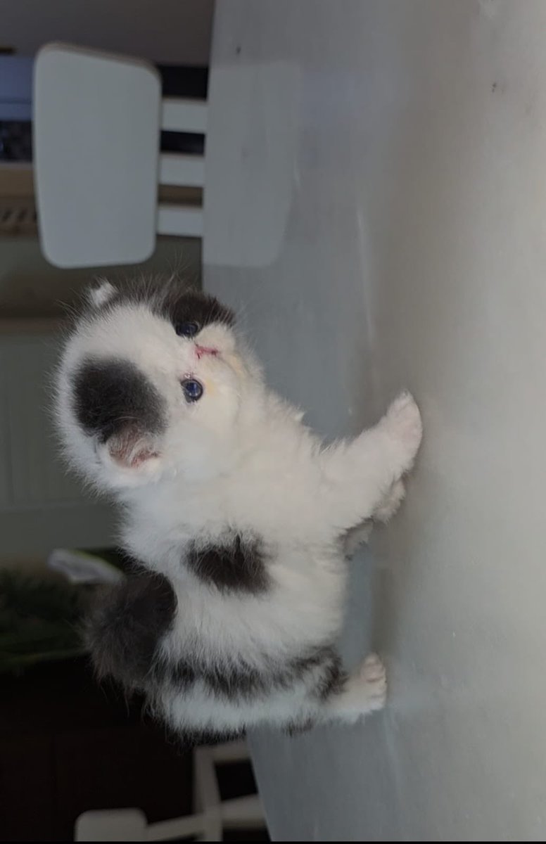 كيتن ذكر بيرشن فان بكي فيس زرار مستوى عالي جدا من اباء ابطال مسابقات جمال ماشاء الله عيون واسعه جمجمه عريضه اطراف قصيره جميل دبدوب شعر كثيف العمر ٣٧ يوم للاسعار اضافه سناب  snapchat.com/add/wolfnawaf اوواتس 0546196972 #الخميس_الونيس  #اليوم_العالمي_للرجل #السودان_بقلب_بن_سلمان