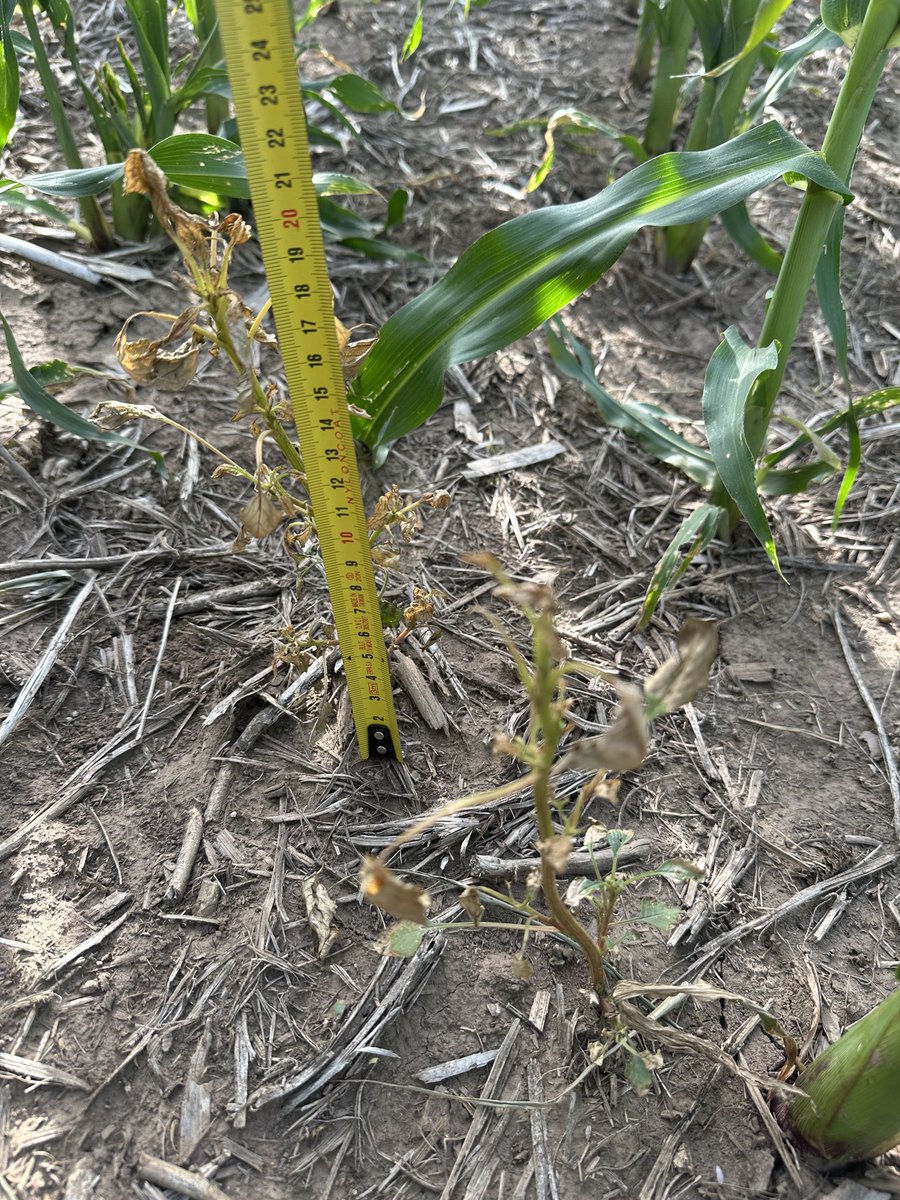 Ignacio juarez tweet media