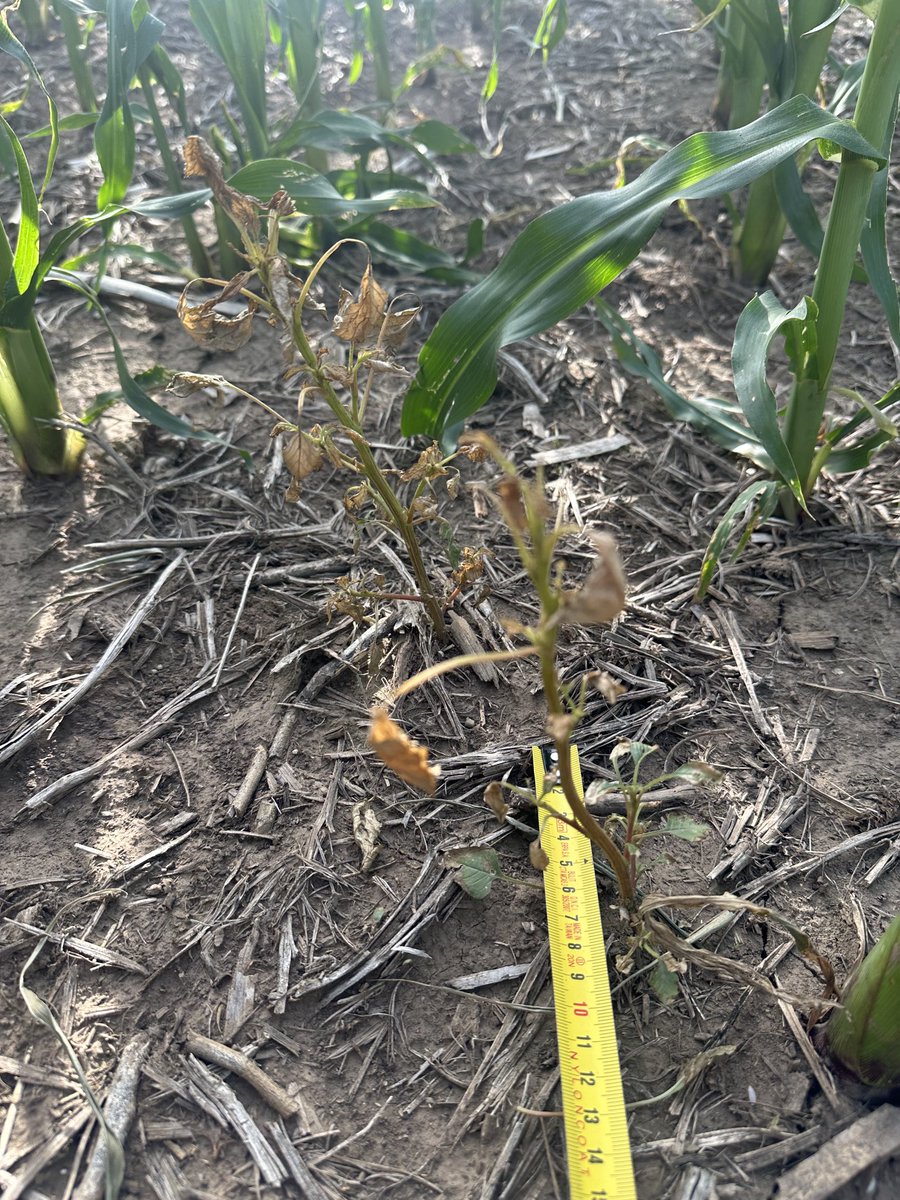 Ignacio juarez tweet media