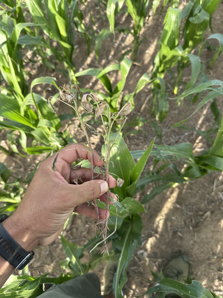 Ignacio juarez tweet media