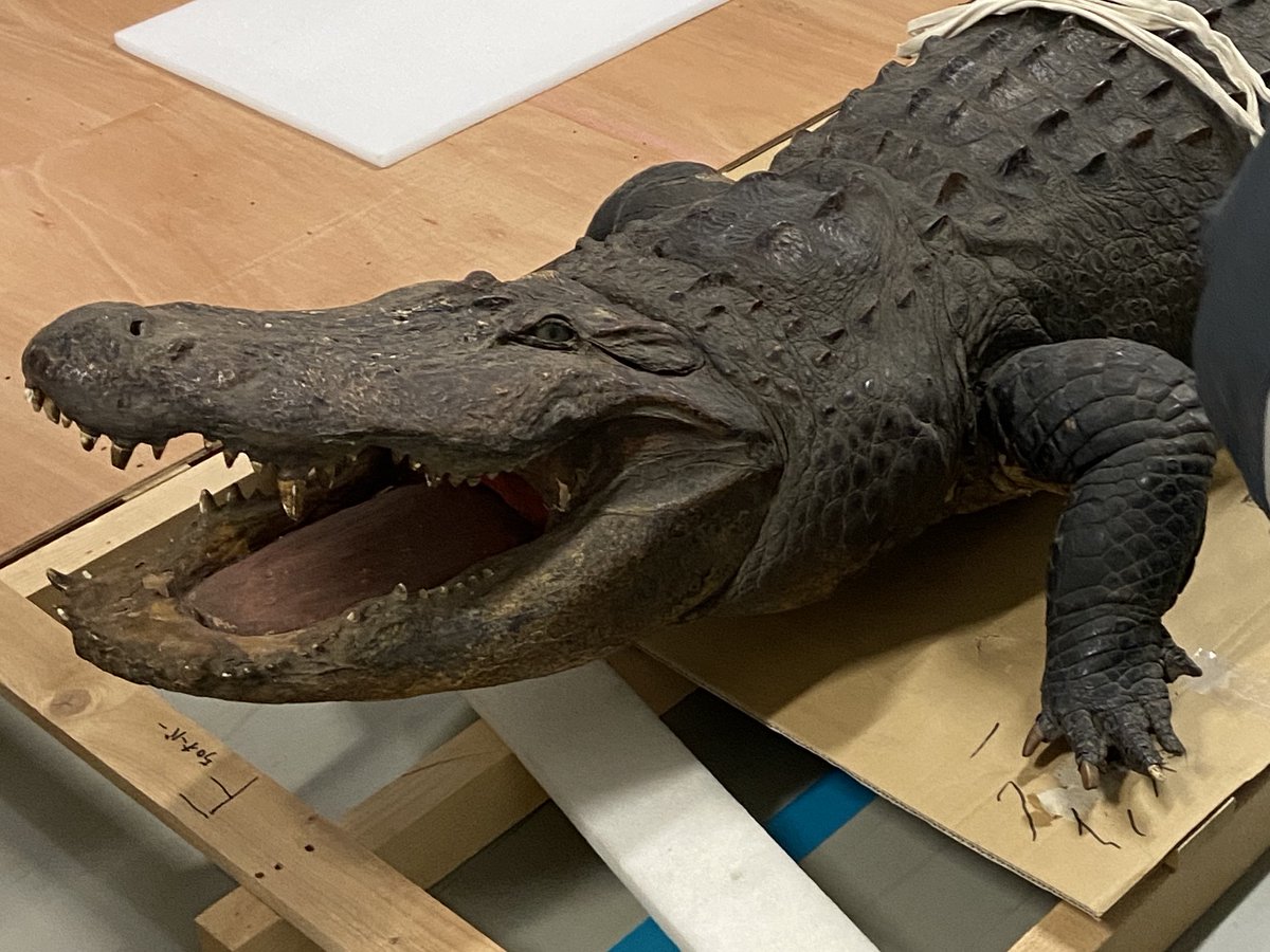 museum_kahaku's tweet photo. ╭━━━━━━━━━━━╮
上野に向かっているワニ～🐊
╰━━━━ｖ━━━━━━╯

11月26日(水)からはじまる企画展「ワニ」。
筑波の収蔵庫から上野の企画展示室へ、ぞくぞく��標本が集結しています✨

開幕をどうぞお楽しみに！ https://t.co/tZz0uSIiCM