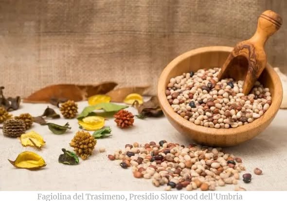 Conoscete la Fava cottòra dell’Amerino? La #Roveja di Civita di Cascia? E il #Cicotto di Grutti?

Ce ne parla Giulia Mariani (#kuriuland.it) in "I 10 Presidi #SlowFood dell'Umbria" per la sezione Umbria del Gusto di RU25.

shorturl.at/Ct3eO