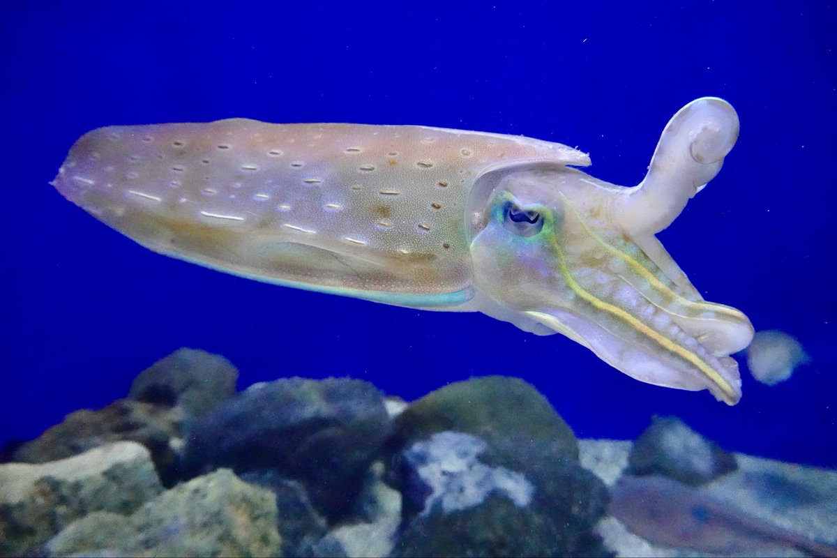 ヒョウモンコウイカかっこいいなまじで