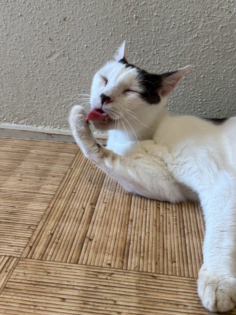 靉区作 カワサキ ZX-25R 2022年式 2BK-ZX250Eの諸元・スペック情報 | ウェビック