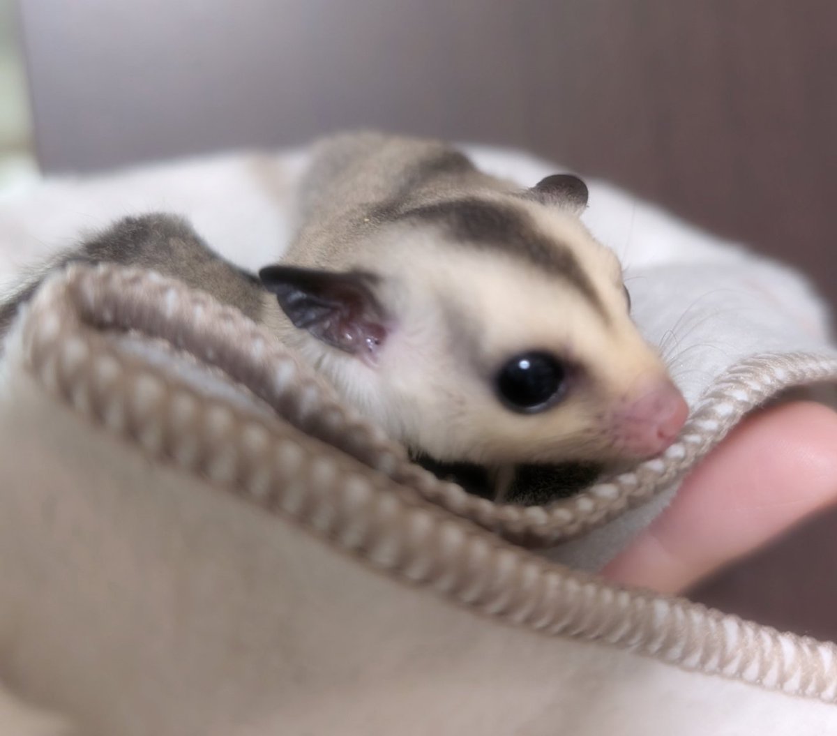 🍑ふくもも✾~ぷくぷく~𓄛𓄛𓄛(名古屋) (@fukumomo_ppp) / Posts and