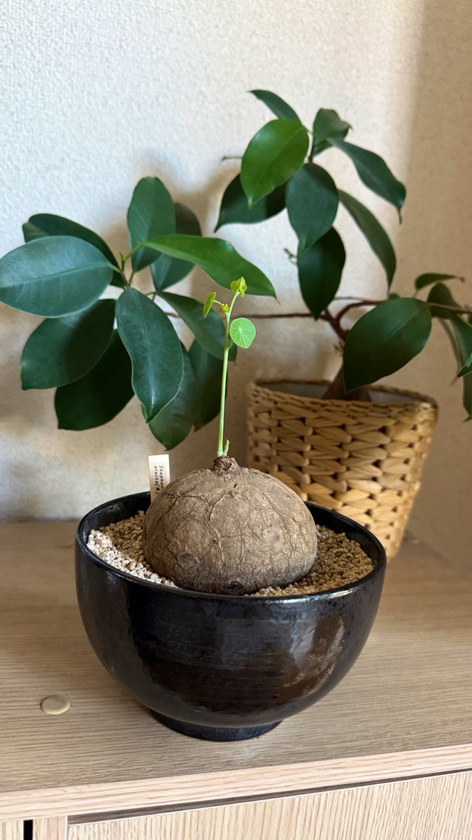 わかる！ 私も1番愛でてる🌱