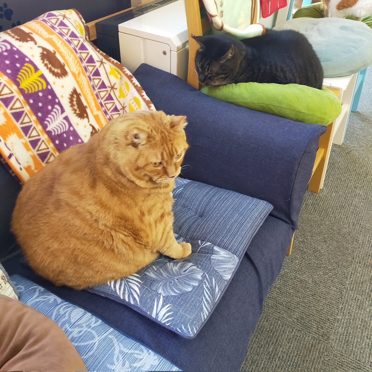 aizu_megoneko's tweet image. 猫休日明け、陽射しが届く所はぽかぽかな木曜日
#會津めごねこ 営業中です

東の山並を見ると白くなっているのがわかります
寒いはずです☃

貴重な☀晴れ間を有効に！✨

#11匹のめごい猫に逢いに来てね
#触れ合える猫カフェ
#猫休日
#22日は休業
#11月も不定休
#固定ポスト見てね
#会津 ＃cat