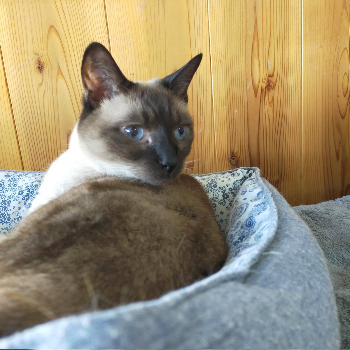 aizu_megoneko's tweet image. 猫休日明け、陽射しが届く所はぽかぽかな木曜日
#會津めごねこ 営業中です

東の山並を見ると白くなっているのがわかります
寒いはずです☃

貴重な☀晴れ間を有効に！✨

#11匹のめごい猫に逢いに来てね
#触れ合える猫カフェ
#猫休日
#22日は休業
#11月も不定休
#固定ポスト見てね
#会津 ＃cat