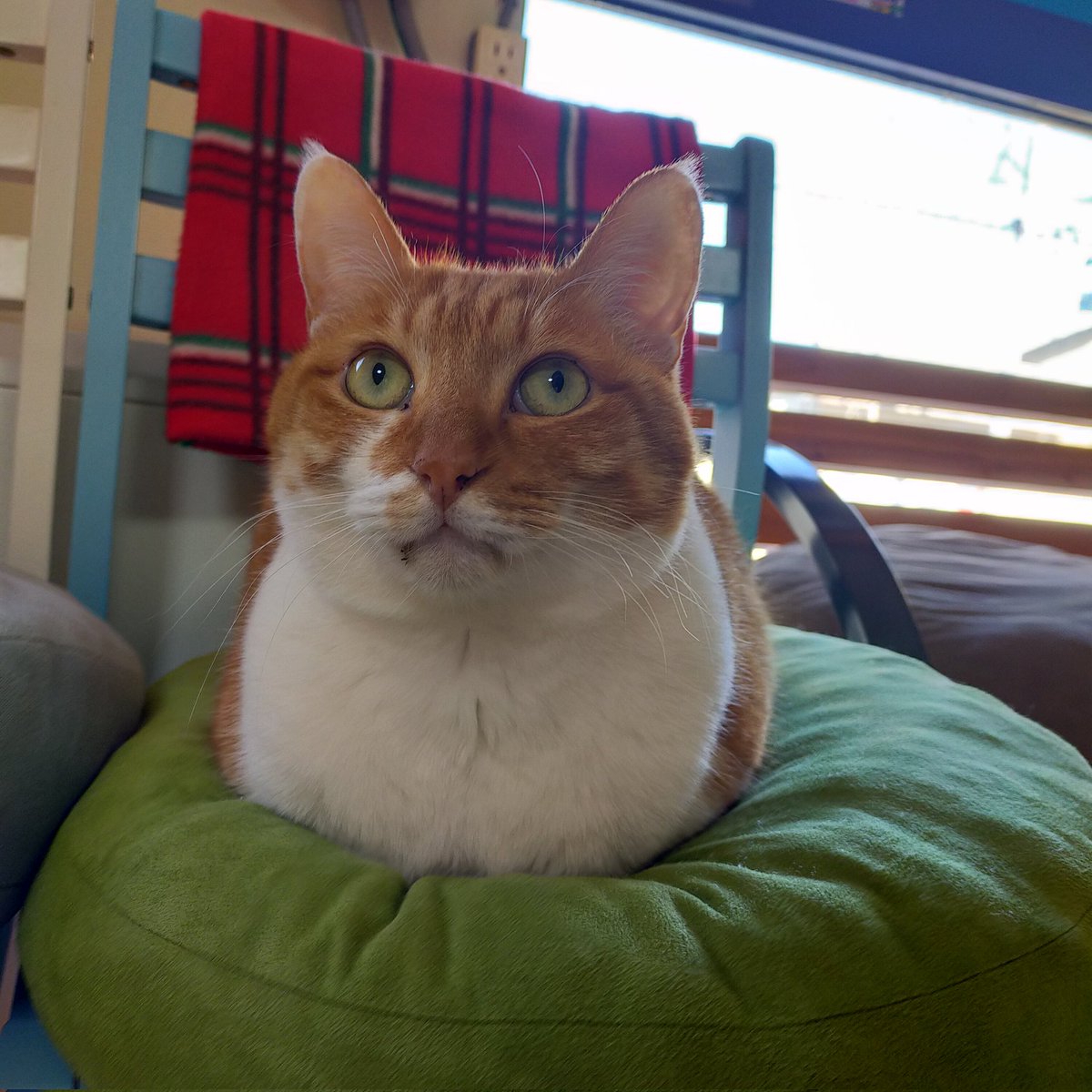 aizu_megoneko's tweet image. 猫休日明け、陽射しが届く所はぽかぽかな木曜日
#會津めごねこ 営業中です

東の山並を見ると白くなっているのがわかります
寒いはずです☃

貴重な☀晴れ間を有効に！✨

#11匹のめごい猫に逢いに来てね
#触れ合える猫カフェ
#猫休日
#22日は休業
#11月も不定休
#固定ポスト見てね
#会津 ＃cat