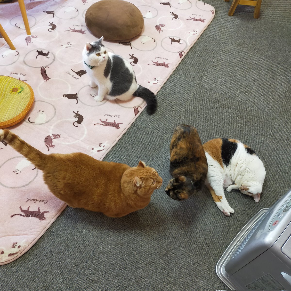 aizu_megoneko's tweet image. 猫休日明け、陽射しが届く所はぽかぽかな木曜日
#會津めごねこ 営業中です

東の山並を見ると白くなっているのがわかります
寒いはずです☃

貴重な☀晴れ間を有効に！✨

#11匹のめごい猫に逢いに来てね
#触れ合える猫カフェ
#猫休日
#22日は休業
#11月も不定休
#固定ポスト見てね
#会津 ＃cat