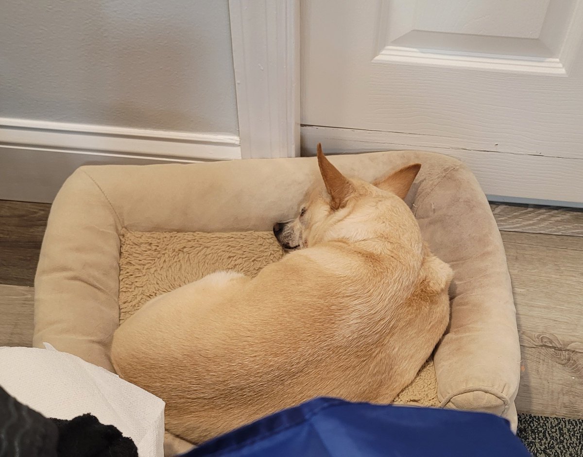 barrycunningham's tweet image. My boy is resting. Got a shot and some anti-diahrrea pills.
They think it might have been a lawn pesticide.

Ty all for the well wishes. And sirry for the abrupt end to the show tonight.