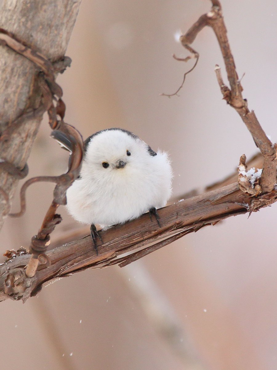 もふようび（・▴・）