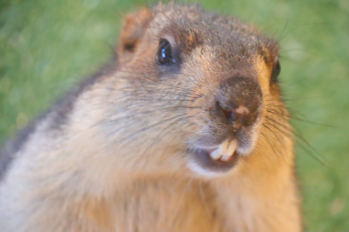 マーモット村は平和な世界でした🥰