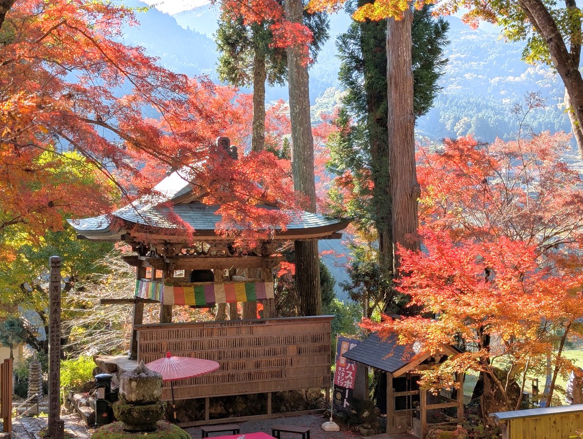 tosareihoku's tweet photo. 本日の #大豊町 #定福寺 の紅葉です🍁
落葉が始まっている木もありますが、少し青い葉がある木もあり、今週末は綺麗な紅葉を楽しめそうです✨️
#高知旅行 #高知観光 #kochitrip https://t.co/ORDrKkMKva