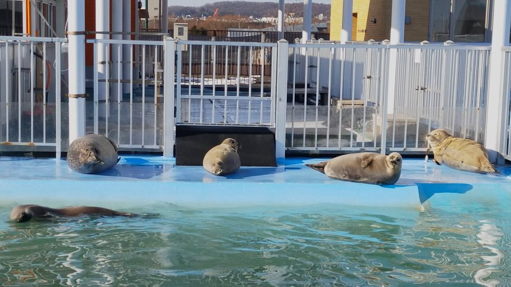 今日、港には9頭ほどいらっしゃいました🦭 お昼休みににアザラシランド