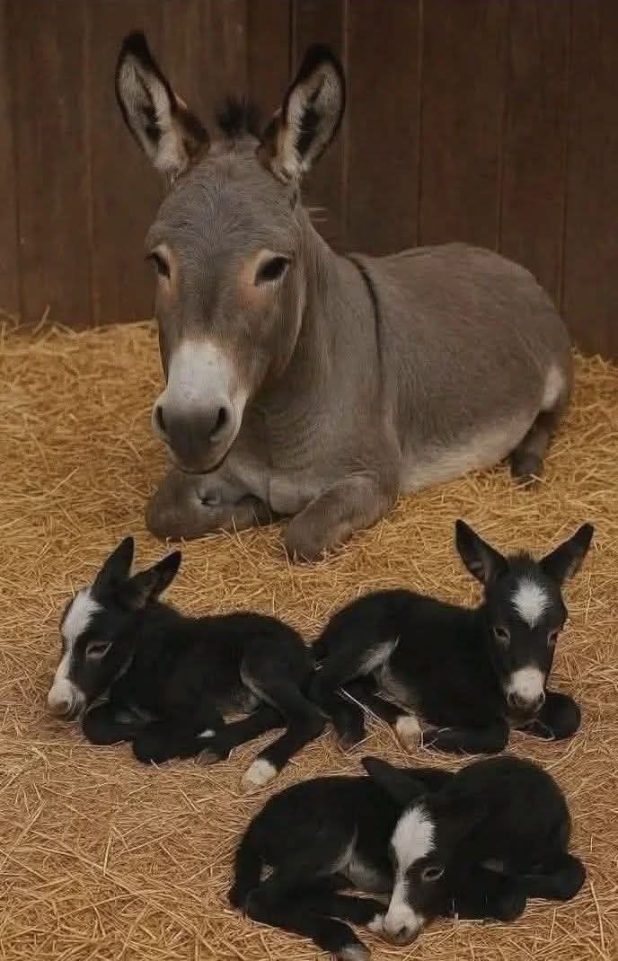 vivaneil tweet media