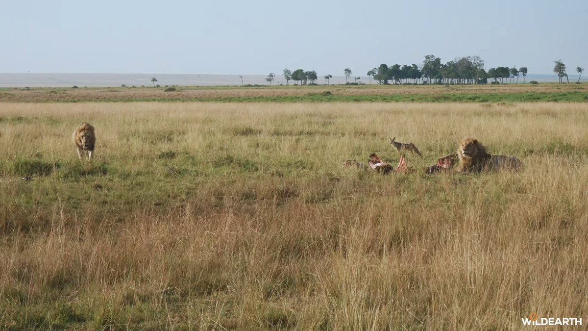 WildEarth tweet media