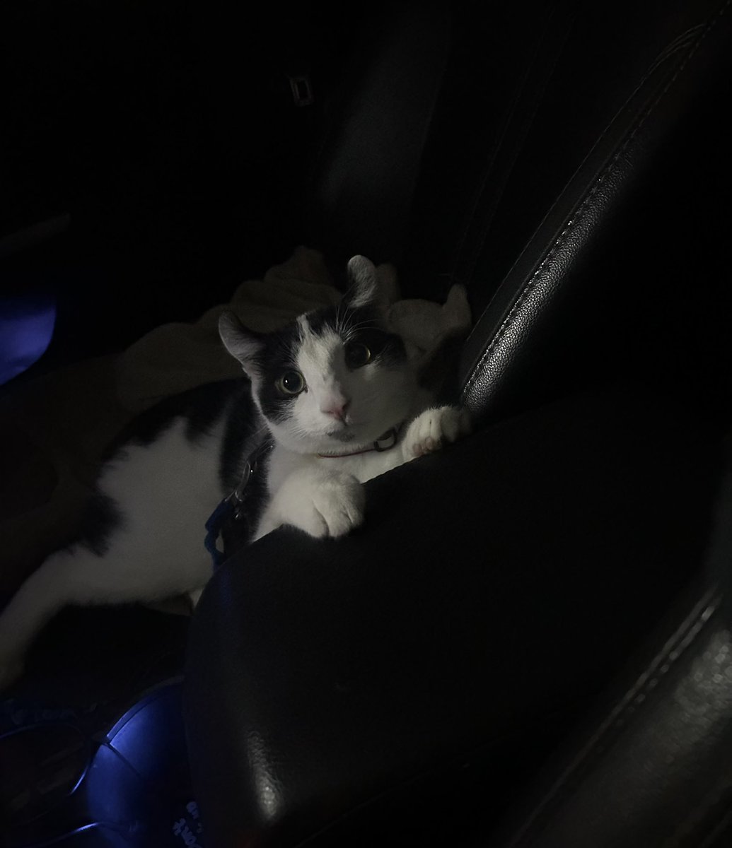 moodylicket's tweet photo. STOP AND LOOK AT THIS! 

meet my new car buddy, my little big baby 🥺 https://t.co/J9ldcEHEv0