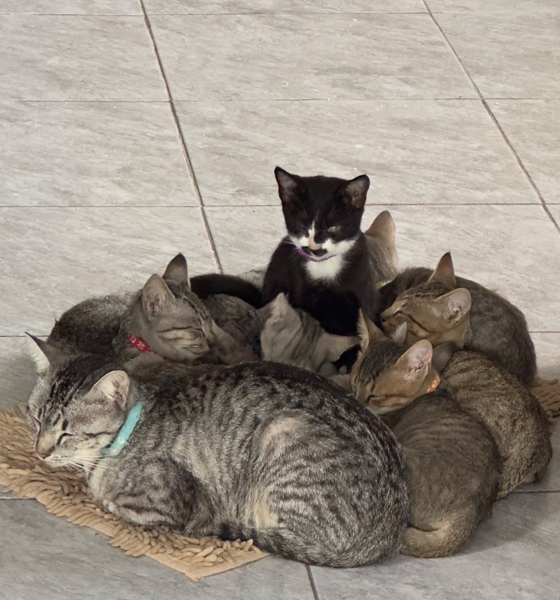 mybabytenten's tweet image. ปลาเผาได้ล้อมคุณไว้หมดแล้ว