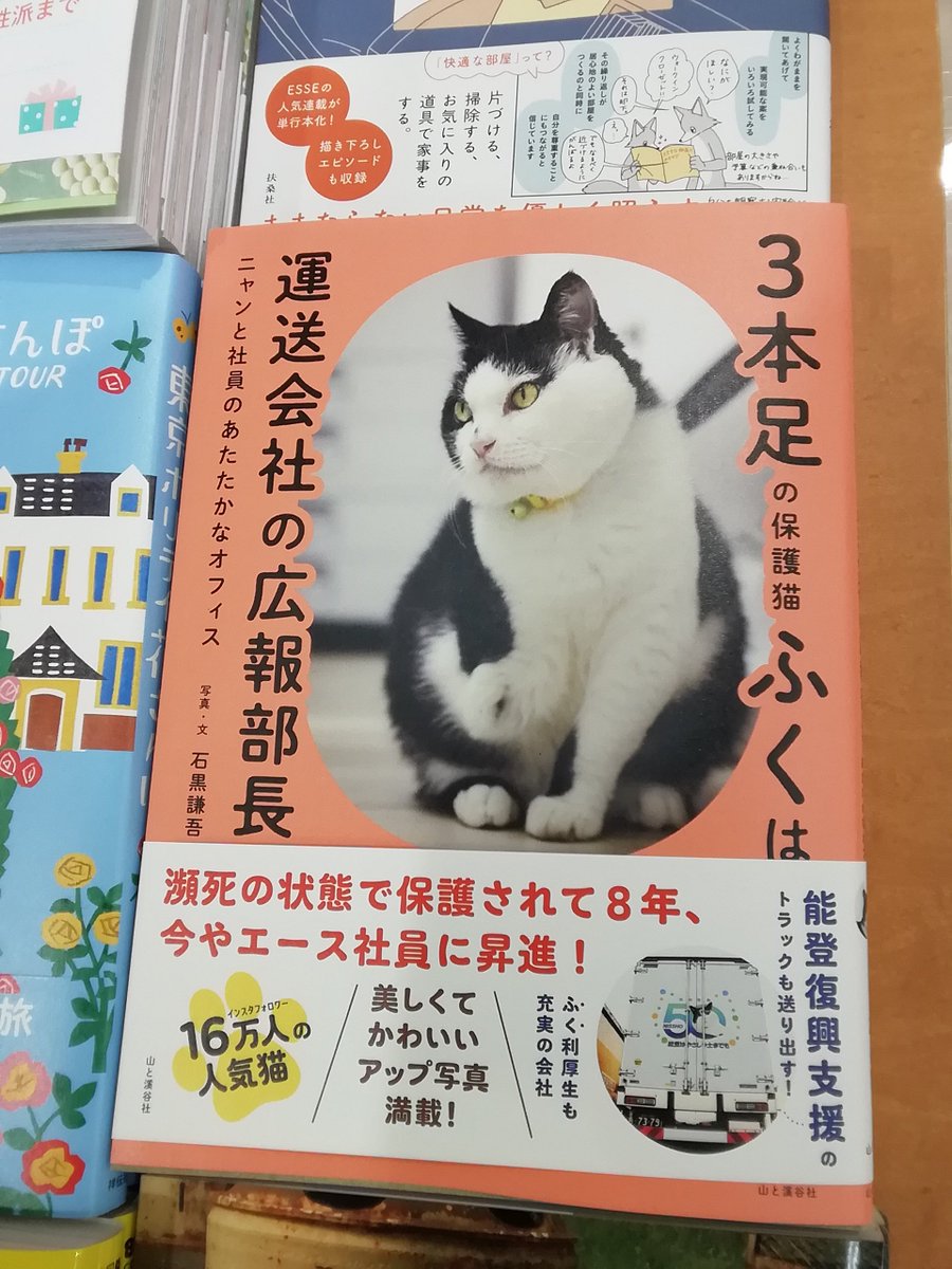 三本足の福鼎 3本足の保護猫ふく😼広報部長 (@fuku_bucho_cat) / Posts / X