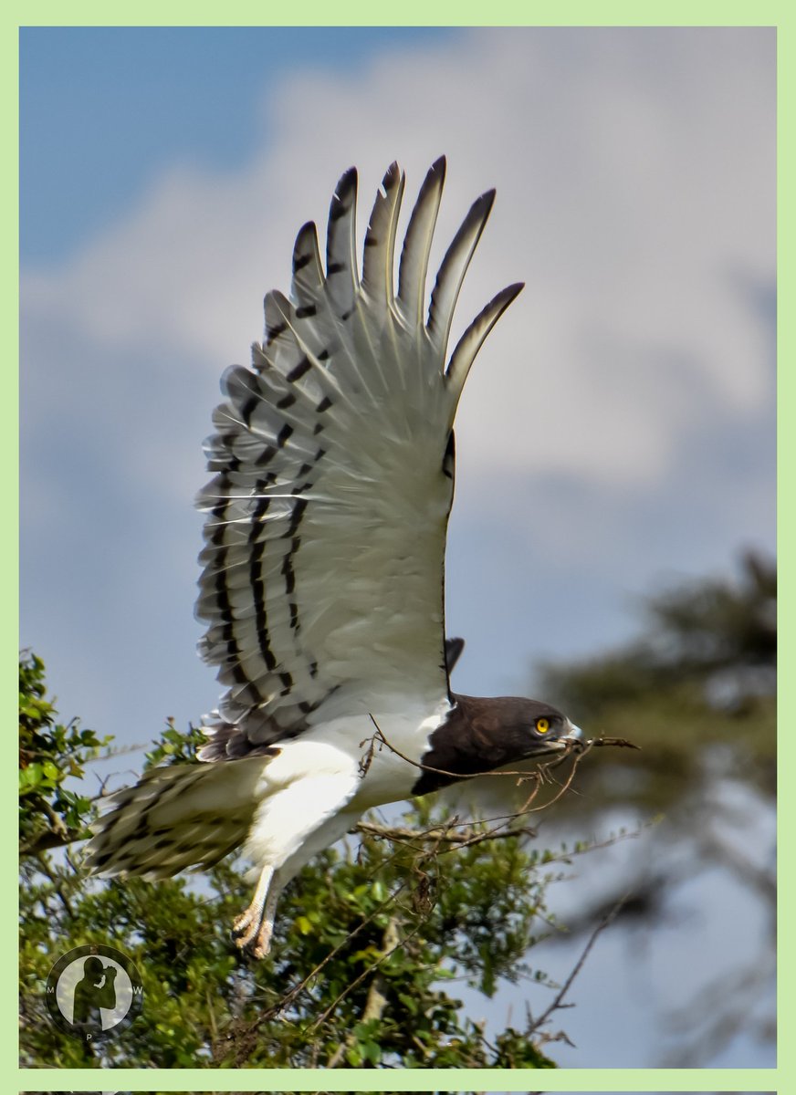 Black-chested Snake Eagle.

Olpejeta Conservancy,Laikipia County,Kenya.