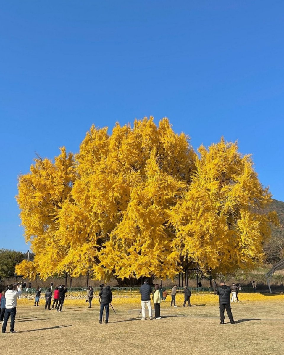 where__going's tweet image. 나무 한 그루를 위해서 관광지를 만들고 주차장까지 만든 원주시

1318살로 추정하는 이 나무가 최근 몇 년 사이에 입소문을 타면서
관광객이 늘자 물 들어올 때 노 젓는다고