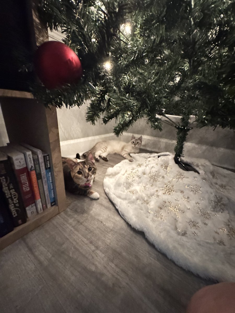 ⊹˚₊‧꒰ა mac ໒꒱ ‧₊˚⊹ tweet media