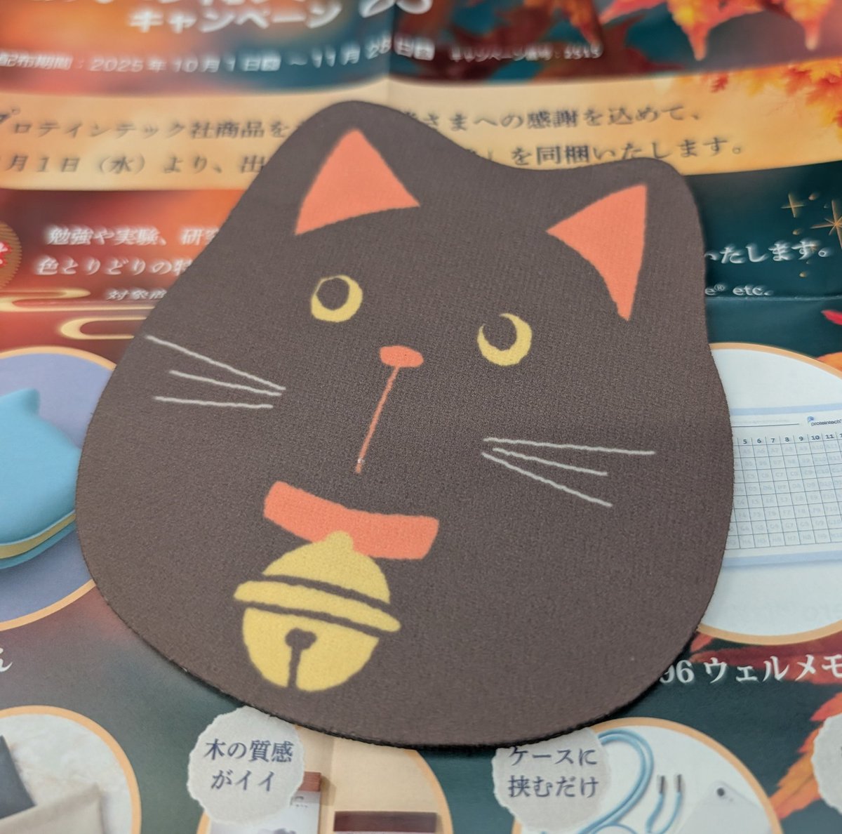 mofuwhiterabbit's tweet image. ﾈｺﾁｬﾝ!ｶﾜｲｲﾈｰｶﾜｲｲﾈｰ