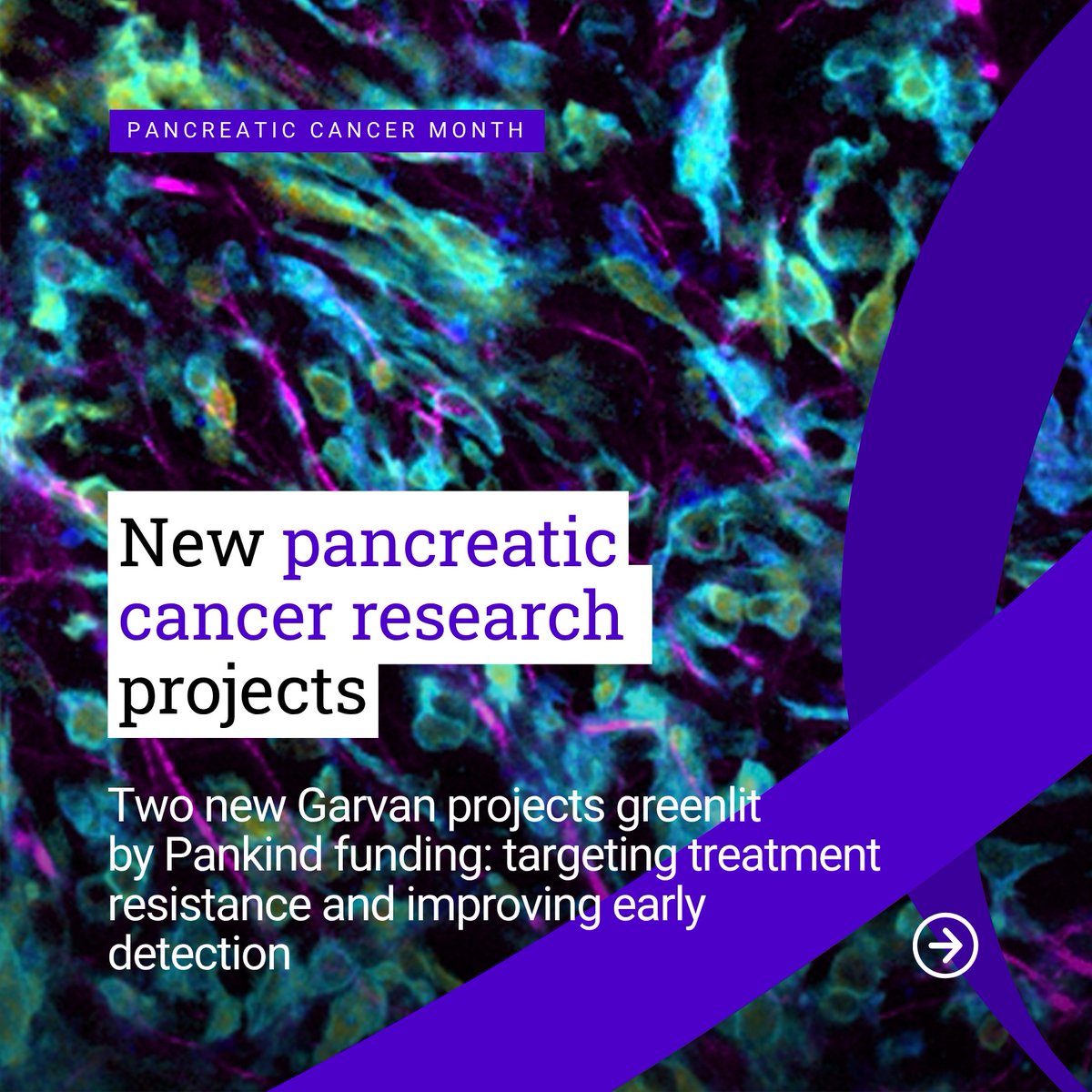 GarvanInstitute's tweet image. This #WorldPancreaticCancerDay, @PanKind_APCF is funding two new projects at Garvan. These projects address why pancreatic cancer is so deadly: its ability to resist treatment and hide until it’s too late.