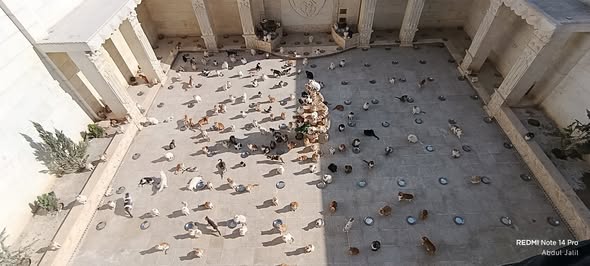 With the cat man of Aleppo cats
Good morning our friends 🥰