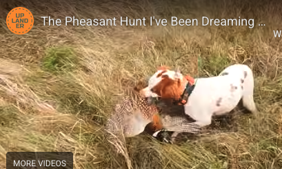 BirdHunter's tweet image. The Pheasant Hunt I've Been Dreaming About (8 Years in the Making) Video 
ow.ly/B2LW50XuubJ?