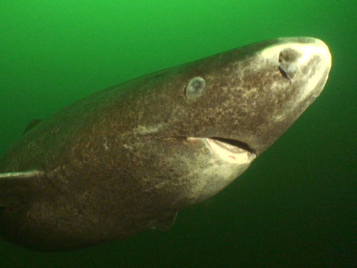 One of these creatures is hundreds of years old, riddled with STDs that pre-date the arrival of the Mayflower.

The other is a Greenland shark.