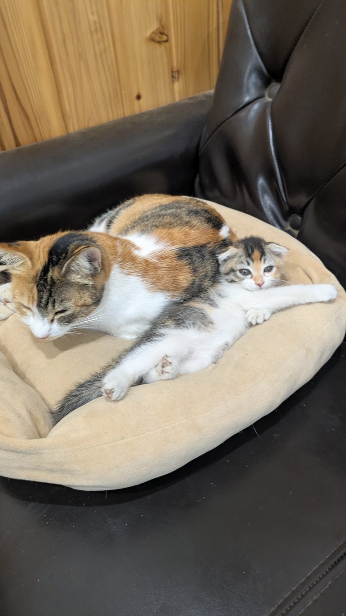 kanayabeats's tweet image. 母と
くつろぎもみじ🐾