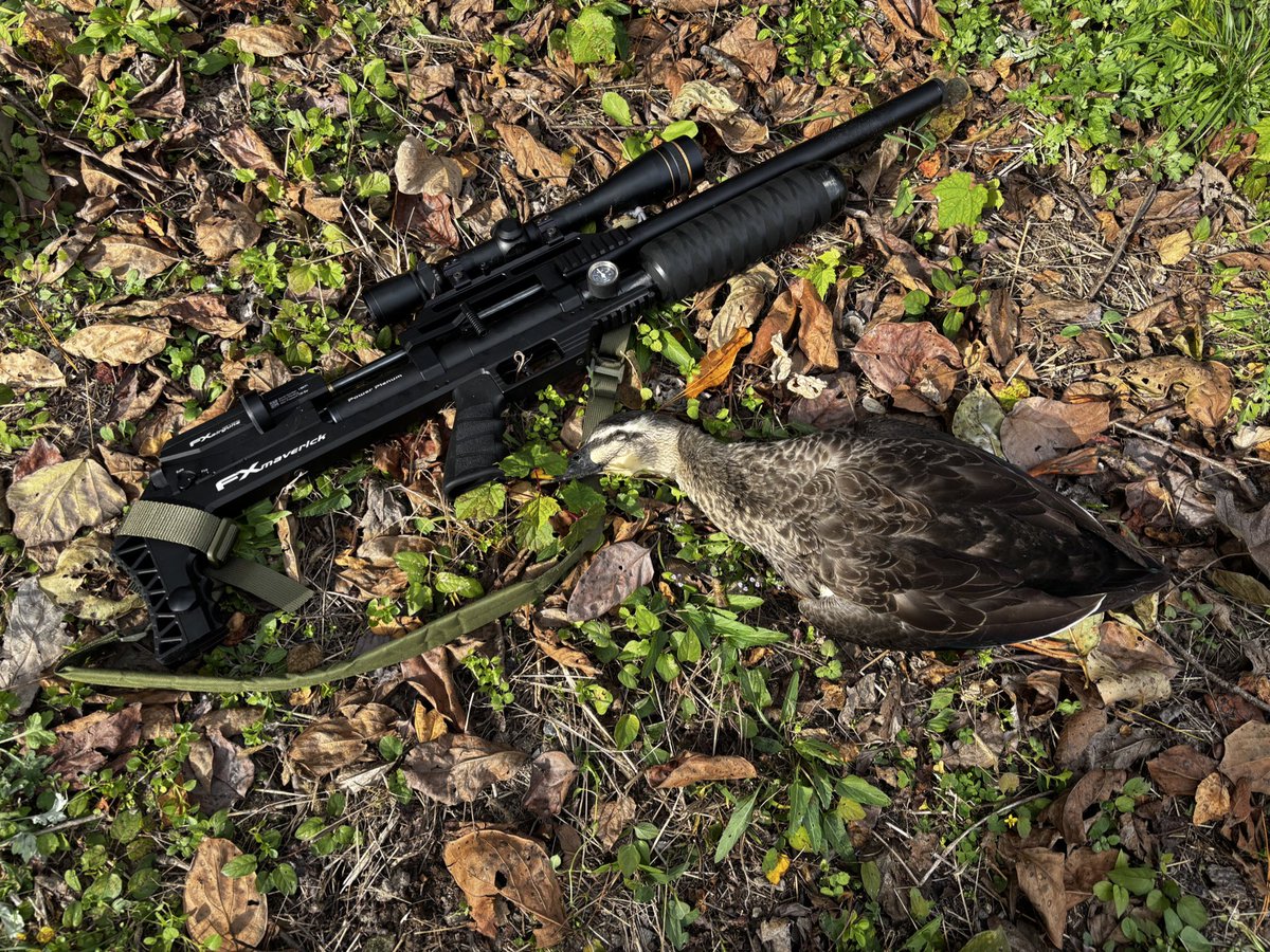 araithehunter's tweet image. 挨拶回りして池回ってると、半矢で飛んでったカルガモも「落ちてたよー」言うておばちゃんが持ってきてくれたりします。