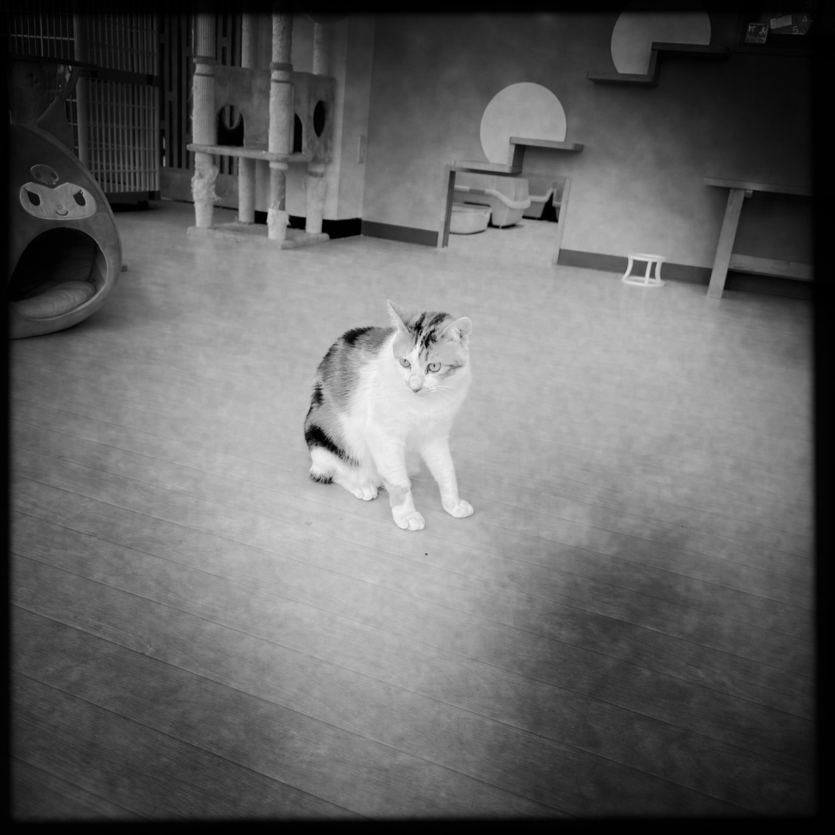 obi_wan_eclipse's tweet image. #Hipstamatic #JohnS #BlacKeysSupergrain #猫式 #猫 #cat #ShotoniPhone #ねこ #保護猫 #猫カフェ