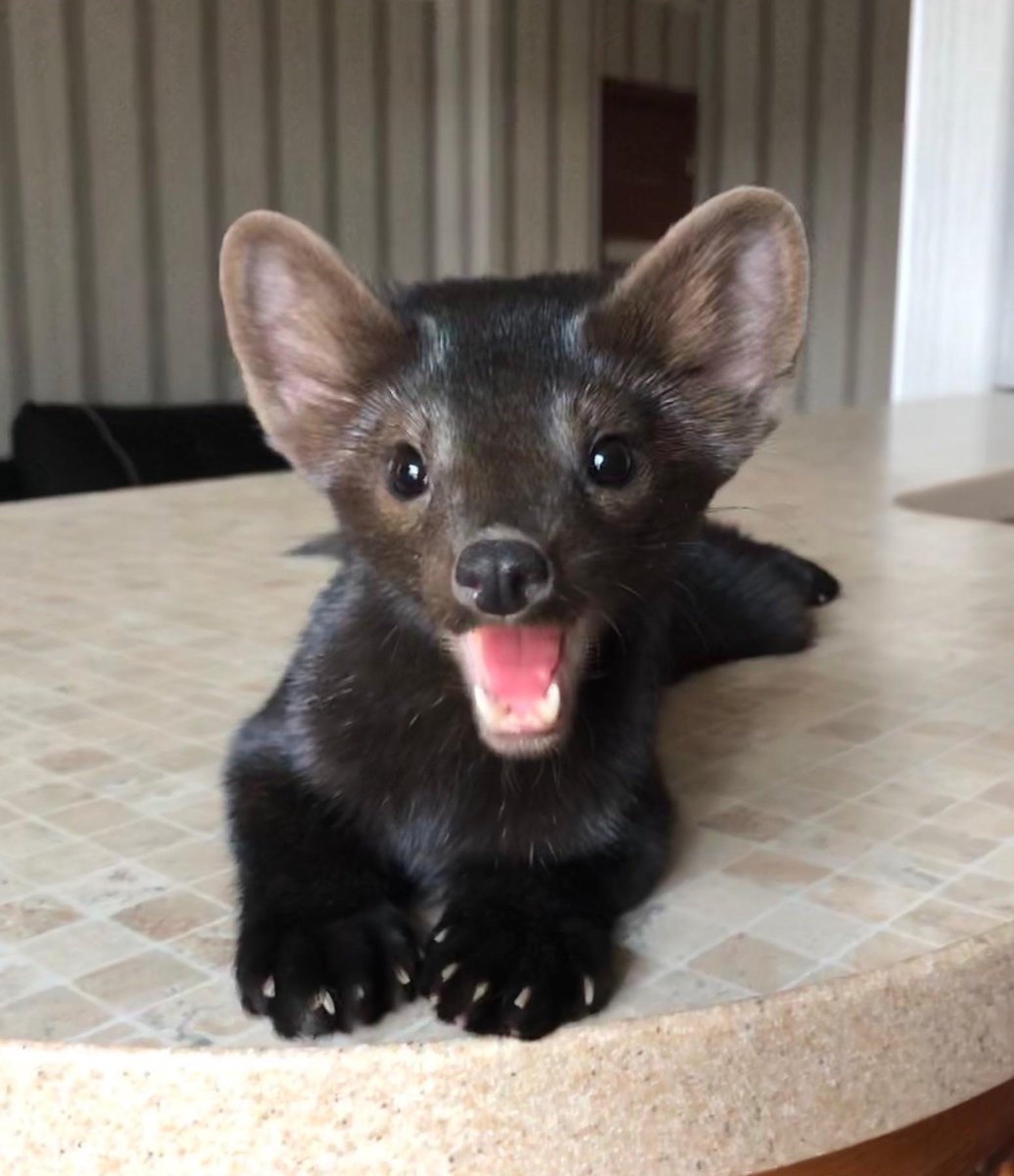 sinotus's tweet photo. @cisnistr hi hi!! 🏳️‍⚧️🏳️‍🌈 i love all kinds of mustelids but my absolute favorite are sables https://t.co/7FiYzBeBKy