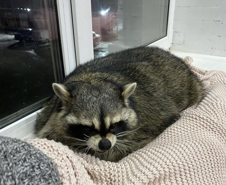 raccoonAuras's tweet image. 