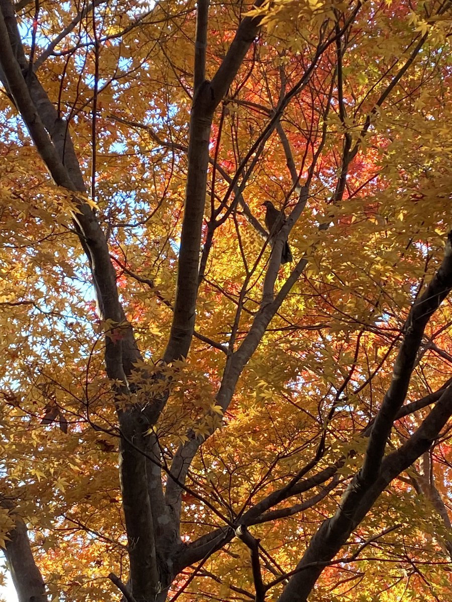 q11g4uDVTQwrb5a's tweet image. 紅葉には西陽が似合う🍁