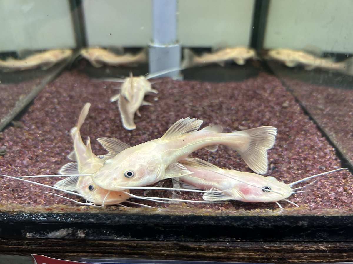 プラチナスケルトンレッドテールキャット 10cm± 1匹9,800円