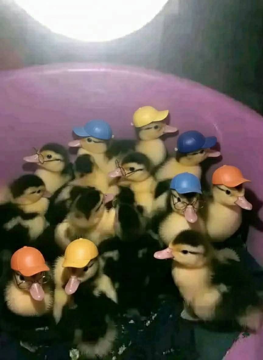 انا قررت ابيع بط،، البطه ب50 جنيه☺️😁
،، الي لبسين كابات  علي 80🙄
 و ال لابسين نضاره بميه 😒
عشان دول متعلمين 😁😂😂😂