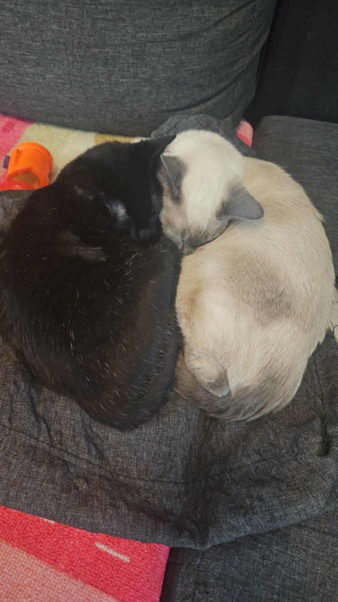 Archie_MH's tweet image. sleepy kittens