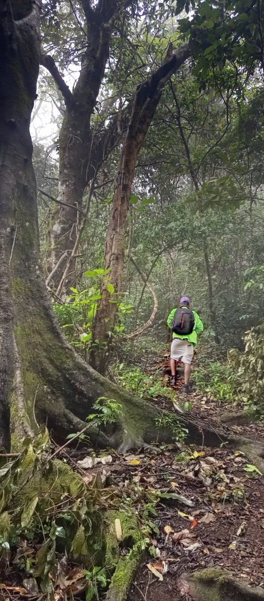 elton_rapper's tweet photo. Booking your safari’s and hikking ⁦@WhatsApp⁩ +255 718 764 428 #hikking #nature #travel #explore #backpackers #trees #forest #wildlife #tanzania https://t.co/YfyaHAogKR
