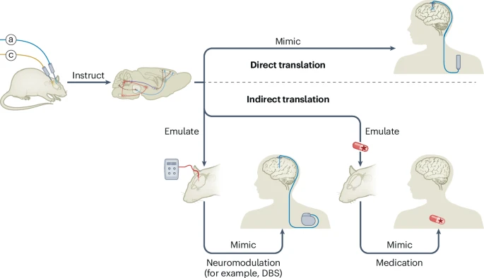 rust_ruslan's tweet photo. New perspective on the clinical translation of optogenetics in @NatureNeuro. The article discusses how insights from circuit neuroscience are guiding new therapies and highlights ethical and safety considerations as direct optogenetic interventions move closer to human application: