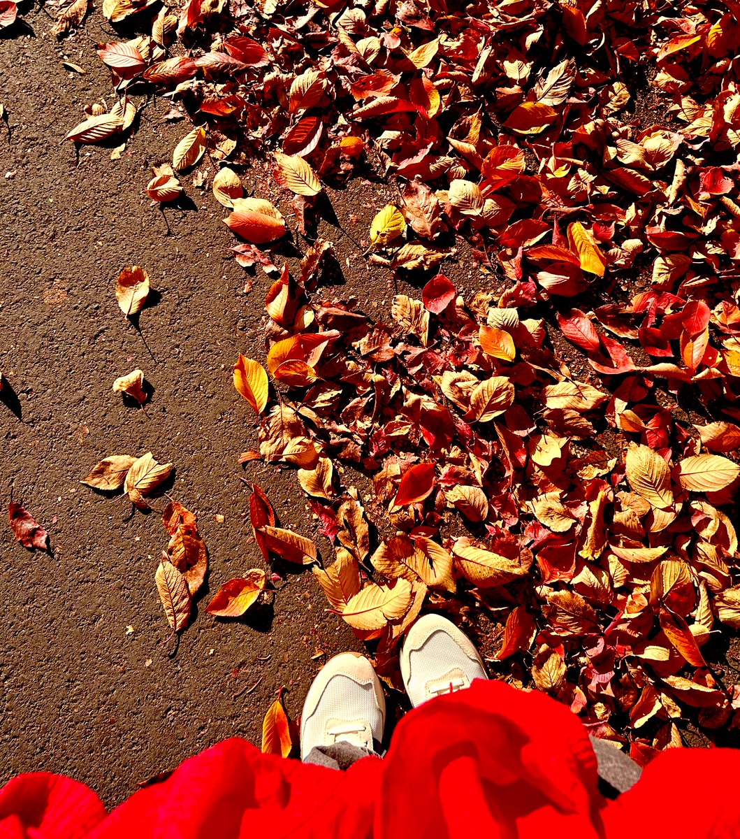 ReconnectRecode's tweet image. 秋だ〜🍠🍂🥰✨