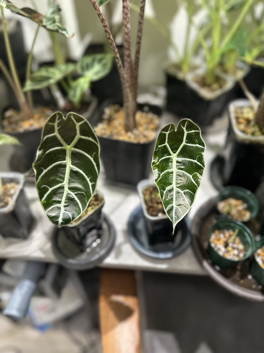 segitake's tweet image. アロカシアワトソニアナ。　微斑すぎてどっちが斑入りかわからないですね。

でも普通に可愛いからよし