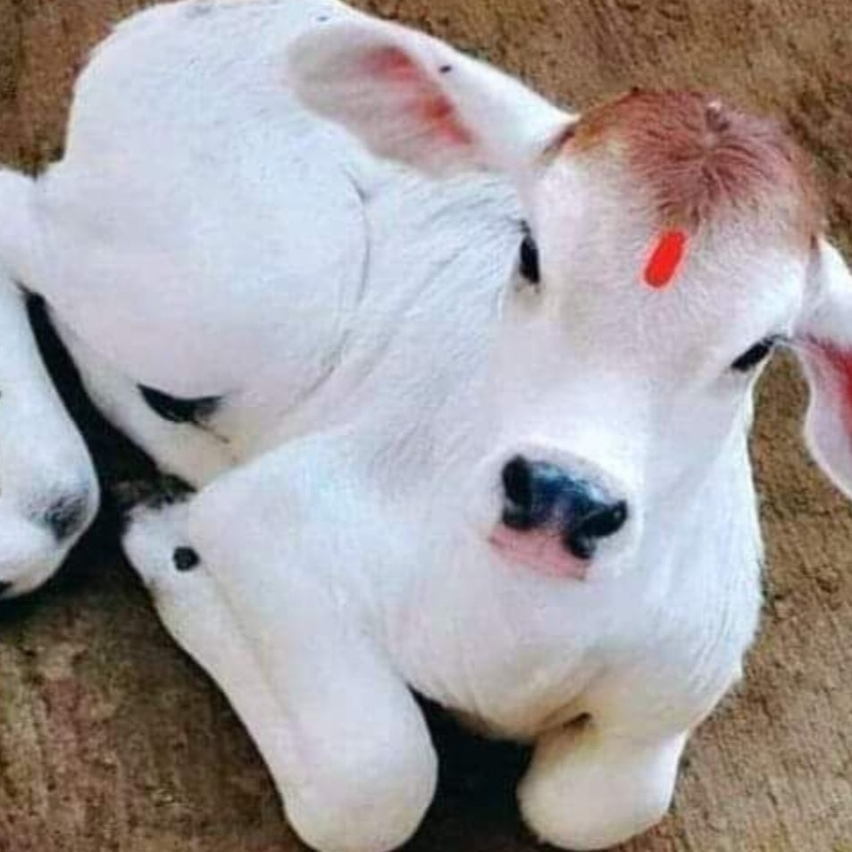 गौ माता का आँचल है खुशियों की छाया,
उनके चरणों में मिलता है हर दुख का उपाय।

जिस घर में गौ माता की प्रतिमा सजती है,
वहाँ किस्मत भी सिर झुकाकर खड़ी रहती है।

धरती पर भगवान का सबसे पवित्र उपहार,
गौ माता का स्नेह है निर्मल और अपार।