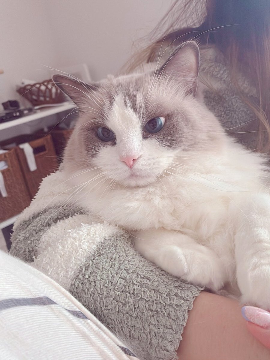 抱っこはあまり好きじゃないほたてくん♡
#ラグドール
#ほたて2025